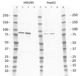 Western Blot - Anti-PI3 Kinase p85 beta Antibody [T15] (A281801) - Antibodies.com
