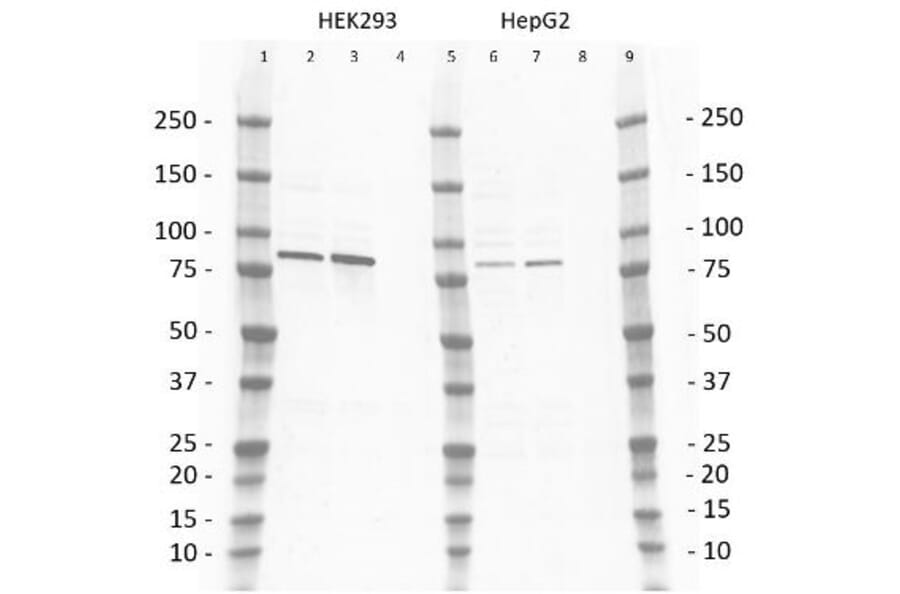 Western Blot - Anti-PI3 Kinase p85 beta Antibody [T15] (A281801) - Antibodies.com