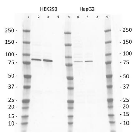 Western Blot - Anti-PI3 Kinase p85 beta Antibody [T15] (A281801) - Antibodies.com