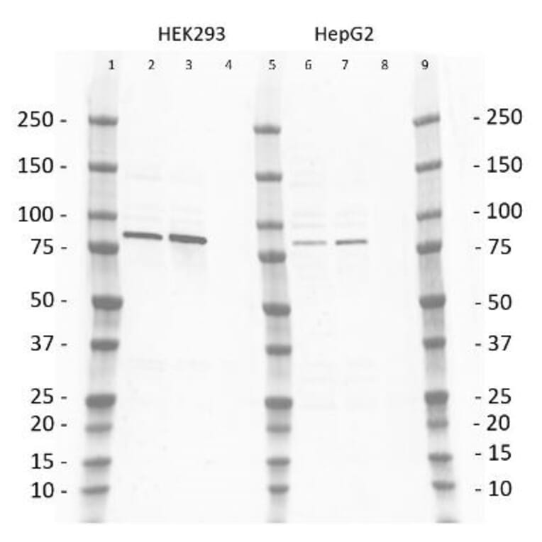 Western Blot - Anti-PI3 Kinase p85 beta Antibody [T15] (A281801) - Antibodies.com