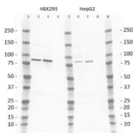 Western Blot - Anti-PI3 Kinase p85 beta Antibody [T15] (A281801) - Antibodies.com