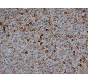 Flow Cytometry - Anti-CD57 Antibody [TB01] (A281811) - Antibodies.com