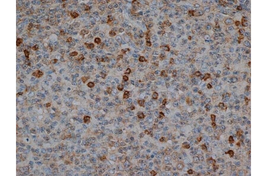 Flow Cytometry - Anti-CD57 Antibody [TB01] (A281811) - Antibodies.com