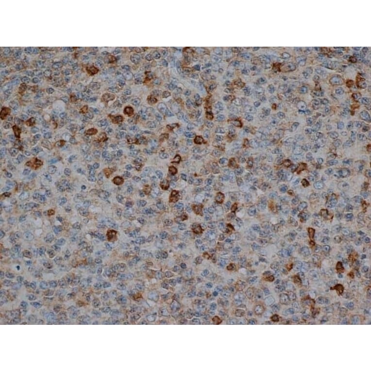 Flow Cytometry - Anti-CD57 Antibody [TB01] (A281811) - Antibodies.com