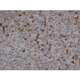 Flow Cytometry - Anti-CD57 Antibody [TB01] (A281811) - Antibodies.com