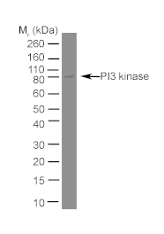 Flow Cytometry - Anti-PI3 Kinase p85 alpha Antibody [U5] (A281866) - Antibodies.com