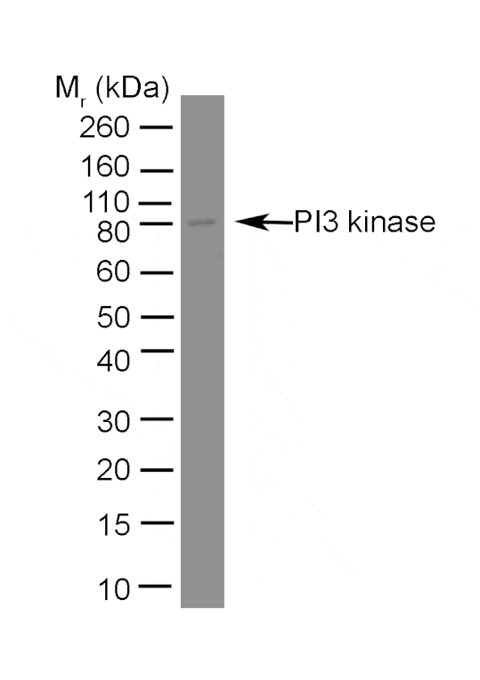 Flow Cytometry - Anti-PI3 Kinase p85 alpha Antibody [U5] (A281866) - Antibodies.com