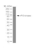 Flow Cytometry - Anti-PI3 Kinase p85 alpha Antibody [U5] (A281866) - Antibodies.com