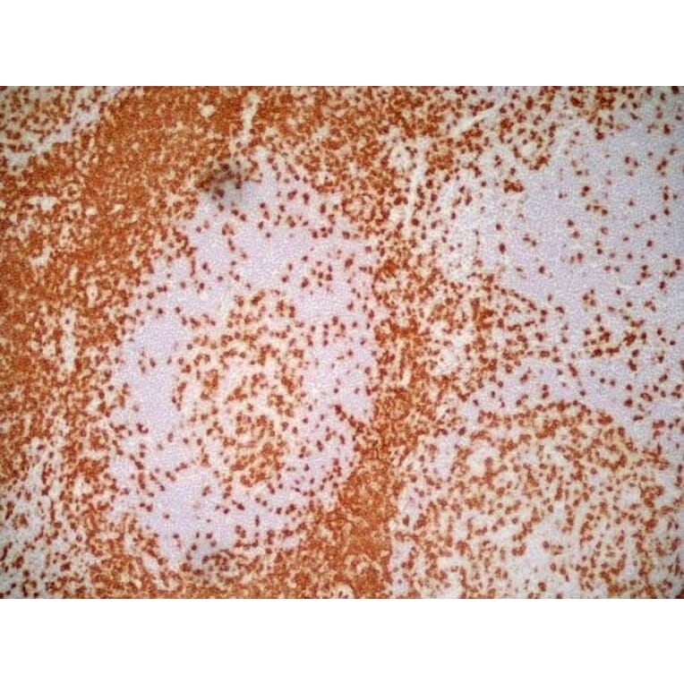 Immunohistochemistry - Anti-CD3 epsilon Antibody [UCHT1] (A281885) - Antibodies.com