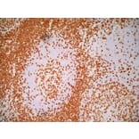Immunohistochemistry - Anti-CD3 epsilon Antibody [UCHT1] (A281885) - Antibodies.com