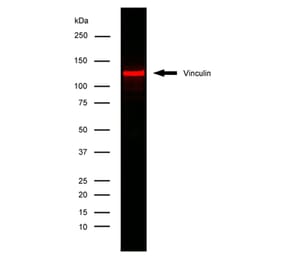 Flow Cytometry - Anti-Vinculin Antibody [V284] (A281893) - Antibodies.com