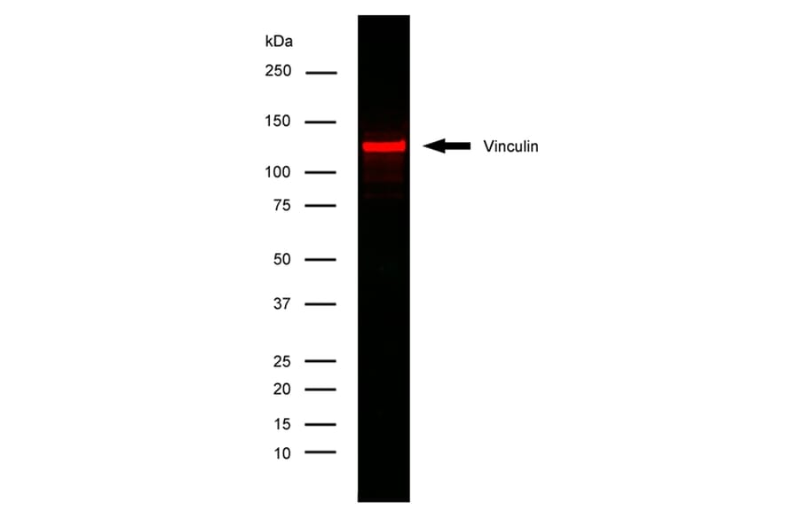 Flow Cytometry - Anti-Vinculin Antibody [V284] (A281893) - Antibodies.com