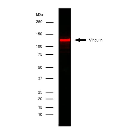 Flow Cytometry - Anti-Vinculin Antibody [V284] (A281893) - Antibodies.com