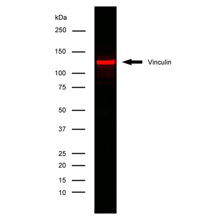 Flow Cytometry - Anti-Vinculin Antibody [V284] (A281893) - Antibodies.com
