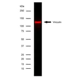 Flow Cytometry - Anti-Vinculin Antibody [V284] (A281893) - Antibodies.com