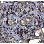 Immunohistochemistry - Anti-CD44v6 Antibody [VFF-7] (A281912) - Antibodies.com