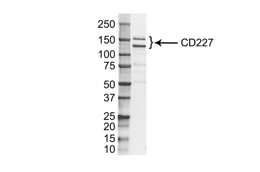 Western Blot - Anti-MUC1 Antibody [VU-3C6] (A281946) - Antibodies.com