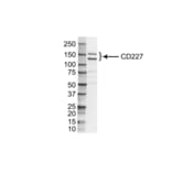 Western Blot - Anti-MUC1 Antibody [VU-3C6] (A281946) - Antibodies.com