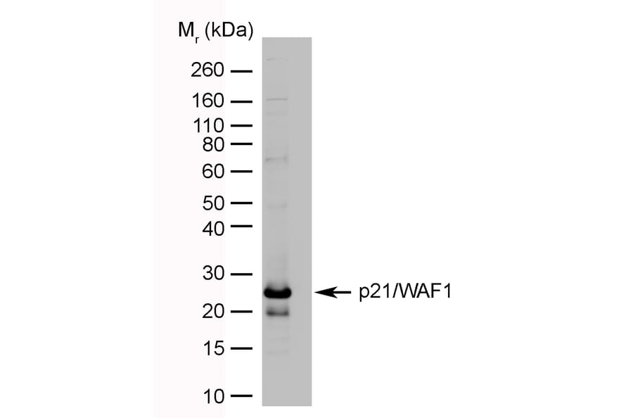Western Blot - Anti-p21 Antibody [WA-1] (A281969) - Antibodies.com