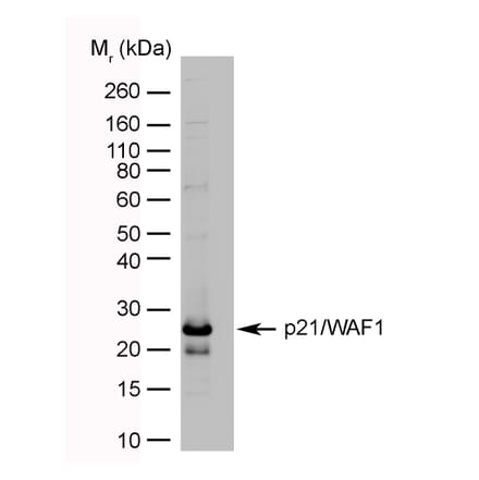 Western Blot - Anti-p21 Antibody [WA-1] (A281969) - Antibodies.com