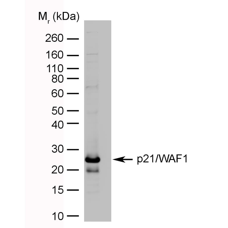 Western Blot - Anti-p21 Antibody [WA-1] (A281969) - Antibodies.com