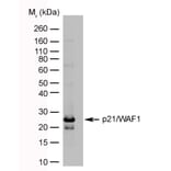 Western Blot - Anti-p21 Antibody [WA-1] (A281969) - Antibodies.com