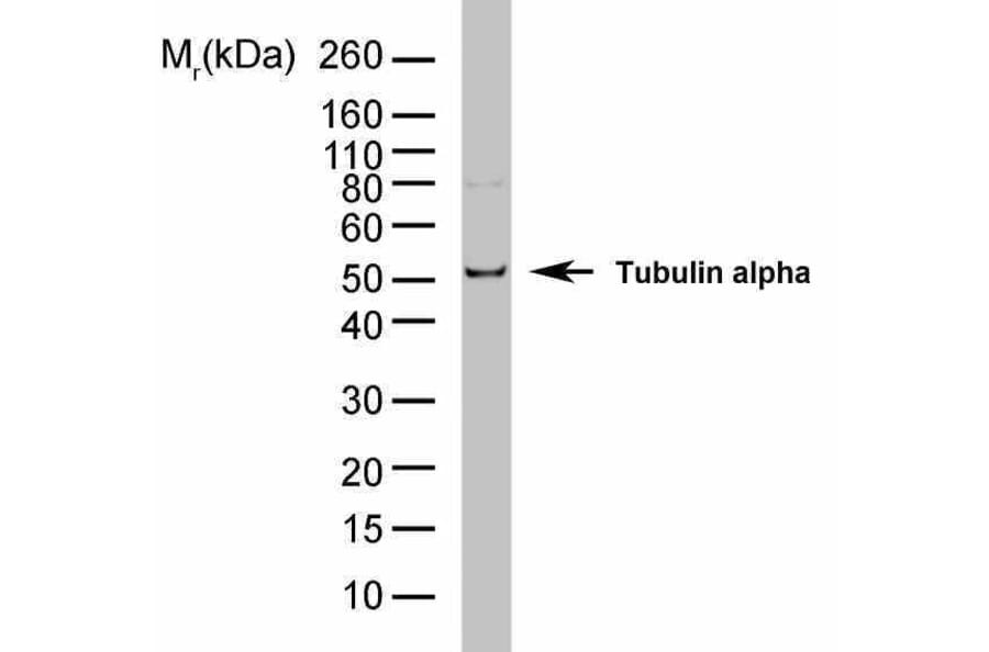Flow Cytometry - Anti-alpha Tubulin Antibody [YL1/2] (HRP) (A282062) - Antibodies.com