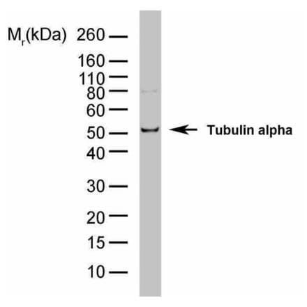 Flow Cytometry - Anti-alpha Tubulin Antibody [YL1/2] (HRP) (A282062) - Antibodies.com