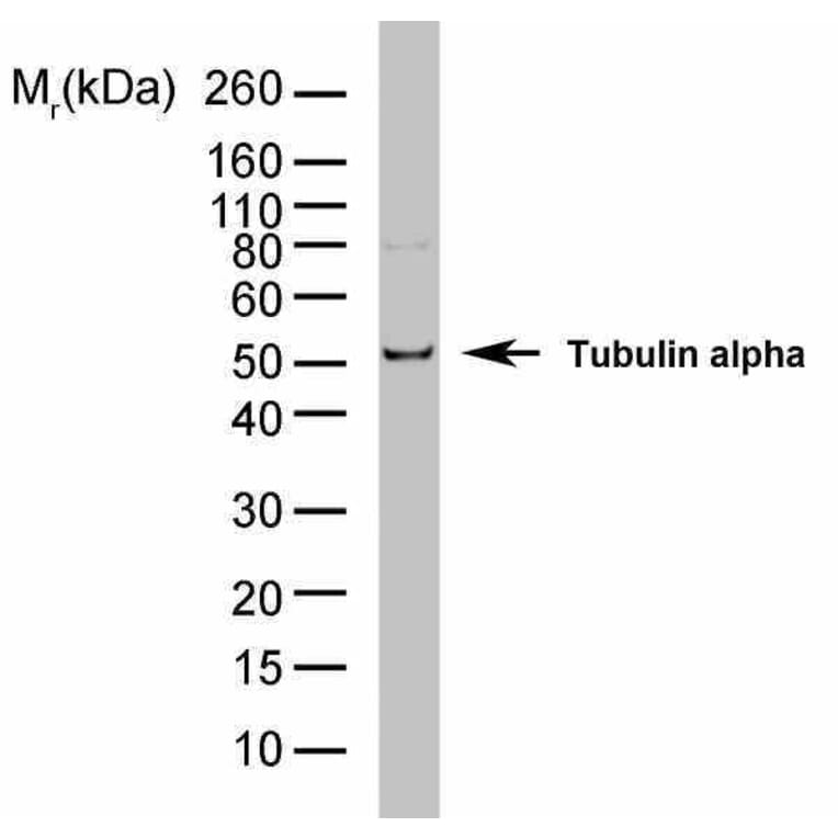 Flow Cytometry - Anti-alpha Tubulin Antibody [YL1/2] (HRP) (A282062) - Antibodies.com