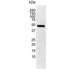 Western Blot - Anti-alpha Tubulin Antibody [YL1/2] (A282063) - Antibodies.com