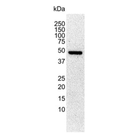 Western Blot - Anti-alpha Tubulin Antibody [YL1/2] (A282063) - Antibodies.com