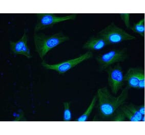 Flow Cytometry - Anti-alpha Tubulin Antibody [YOL1/34] (A282065) - Antibodies.com