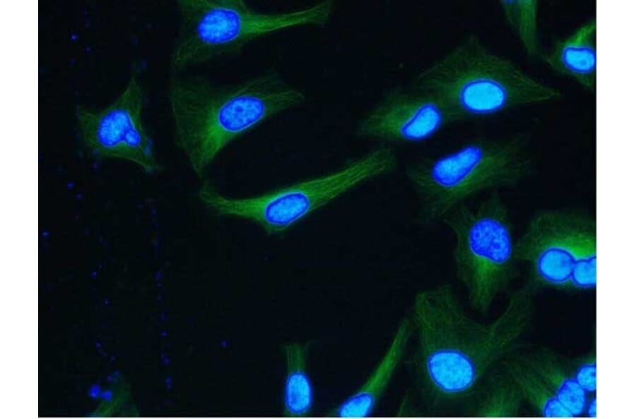 Flow Cytometry - Anti-alpha Tubulin Antibody [YOL1/34] (A282065) - Antibodies.com