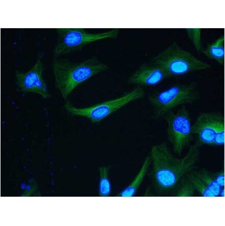 Flow Cytometry - Anti-alpha Tubulin Antibody [YOL1/34] (A282065) - Antibodies.com