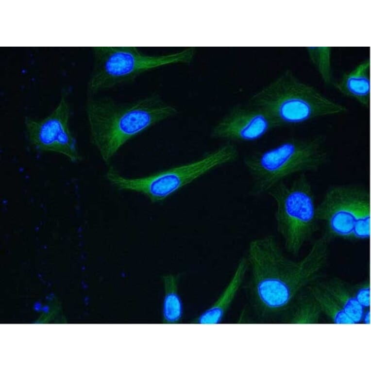 Flow Cytometry - Anti-alpha Tubulin Antibody [YOL1/34] (A282065) - Antibodies.com
