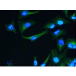 Flow Cytometry - Anti-alpha Tubulin Antibody [YOL1/34] (A282065) - Antibodies.com