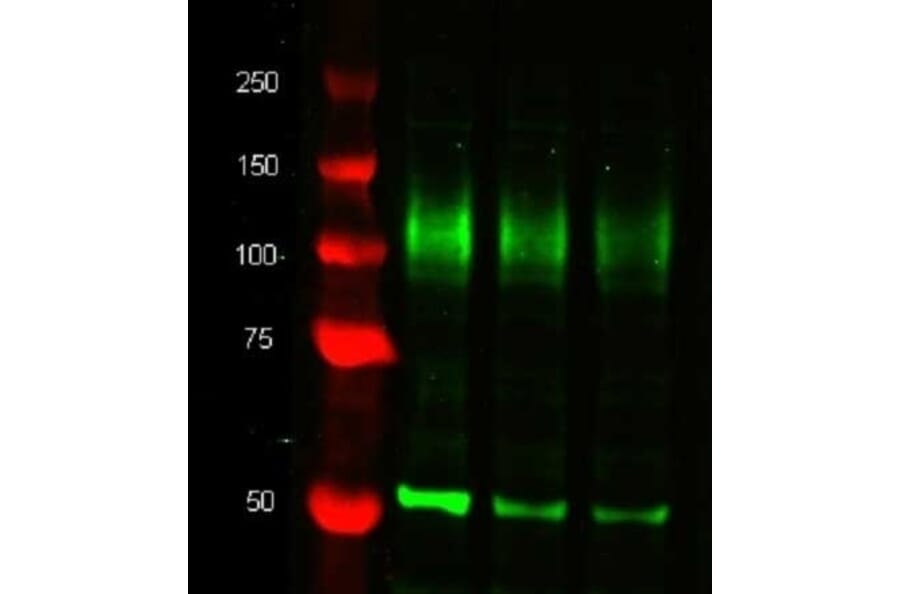 Western Blot - Anti-alpha Tubulin Antibody [YOL1/34] (A282065) - Antibodies.com