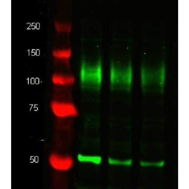 Western Blot - Anti-alpha Tubulin Antibody [YOL1/34] (A282065) - Antibodies.com