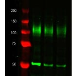 Western Blot - Anti-alpha Tubulin Antibody [YOL1/34] (A282065) - Antibodies.com