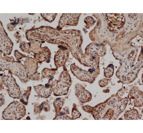 Immunohistochemistry - Anti-CD59 Antibody [YTH53.1] (A282088) - Antibodies.com