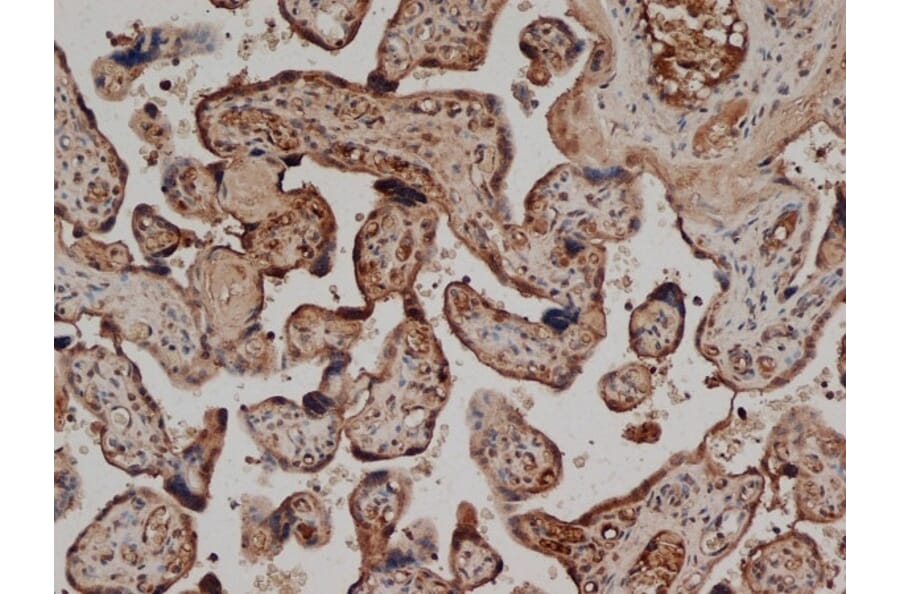 Immunohistochemistry - Anti-CD59 Antibody [YTH53.1] (A282088) - Antibodies.com