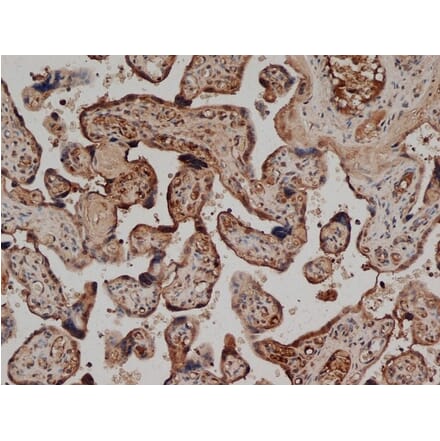 Immunohistochemistry - Anti-CD59 Antibody [YTH53.1] (A282088) - Antibodies.com