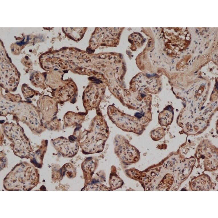 Immunohistochemistry - Anti-CD59 Antibody [YTH53.1] (A282088) - Antibodies.com