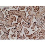 Immunohistochemistry - Anti-CD59 Antibody [YTH53.1] (A282088) - Antibodies.com