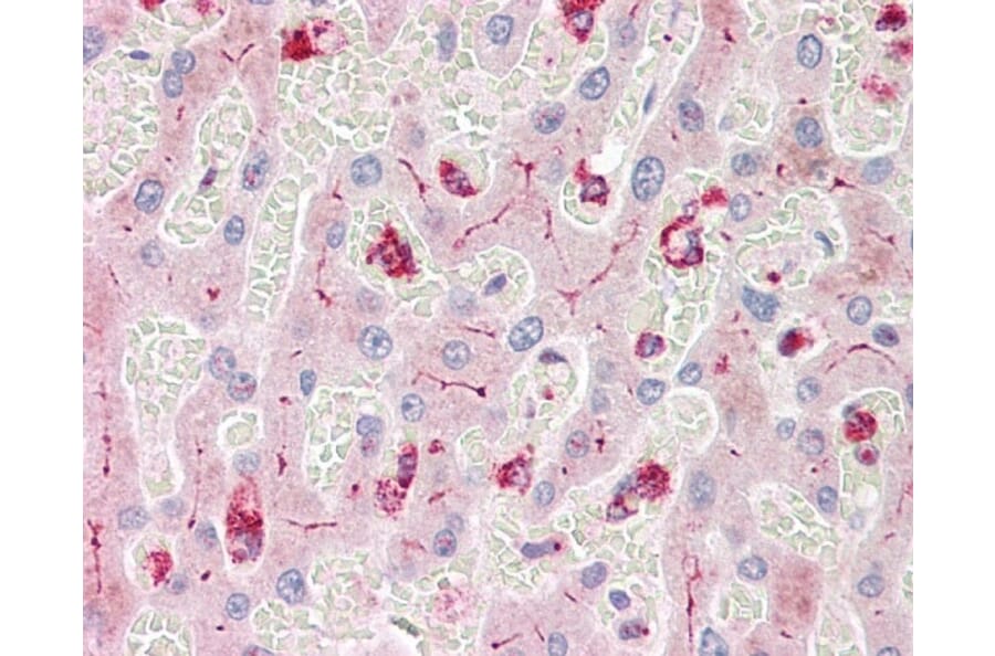 Flow Cytometry - Anti-CEACAM1 + CEACAM3 + CEACAM6 Antibody [YTH71.3] (A282091) - Antibodies.com