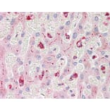 Flow Cytometry - Anti-CEACAM1 + CEACAM3 + CEACAM6 Antibody [YTH71.3] (A282091) - Antibodies.com