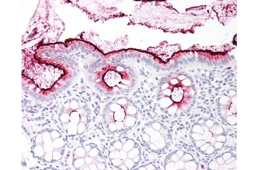 Flow Cytometry - Anti-CEACAM1 + CEACAM3 + CEACAM6 Antibody [YTH71.3] (A282091) - Antibodies.com