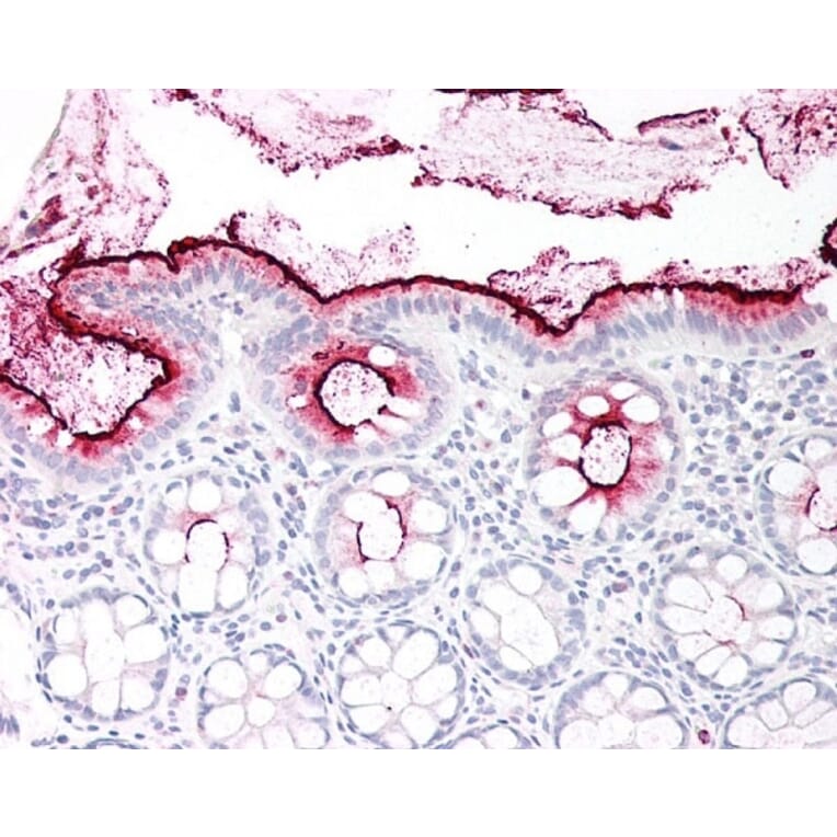Flow Cytometry - Anti-CEACAM1 + CEACAM3 + CEACAM6 Antibody [YTH71.3] (A282091) - Antibodies.com