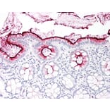 Flow Cytometry - Anti-CEACAM1 + CEACAM3 + CEACAM6 Antibody [YTH71.3] (A282091) - Antibodies.com
