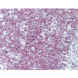 Immunohistochemistry - Anti-CD79a Antibody [ZL7-4] (A282128) - Antibodies.com